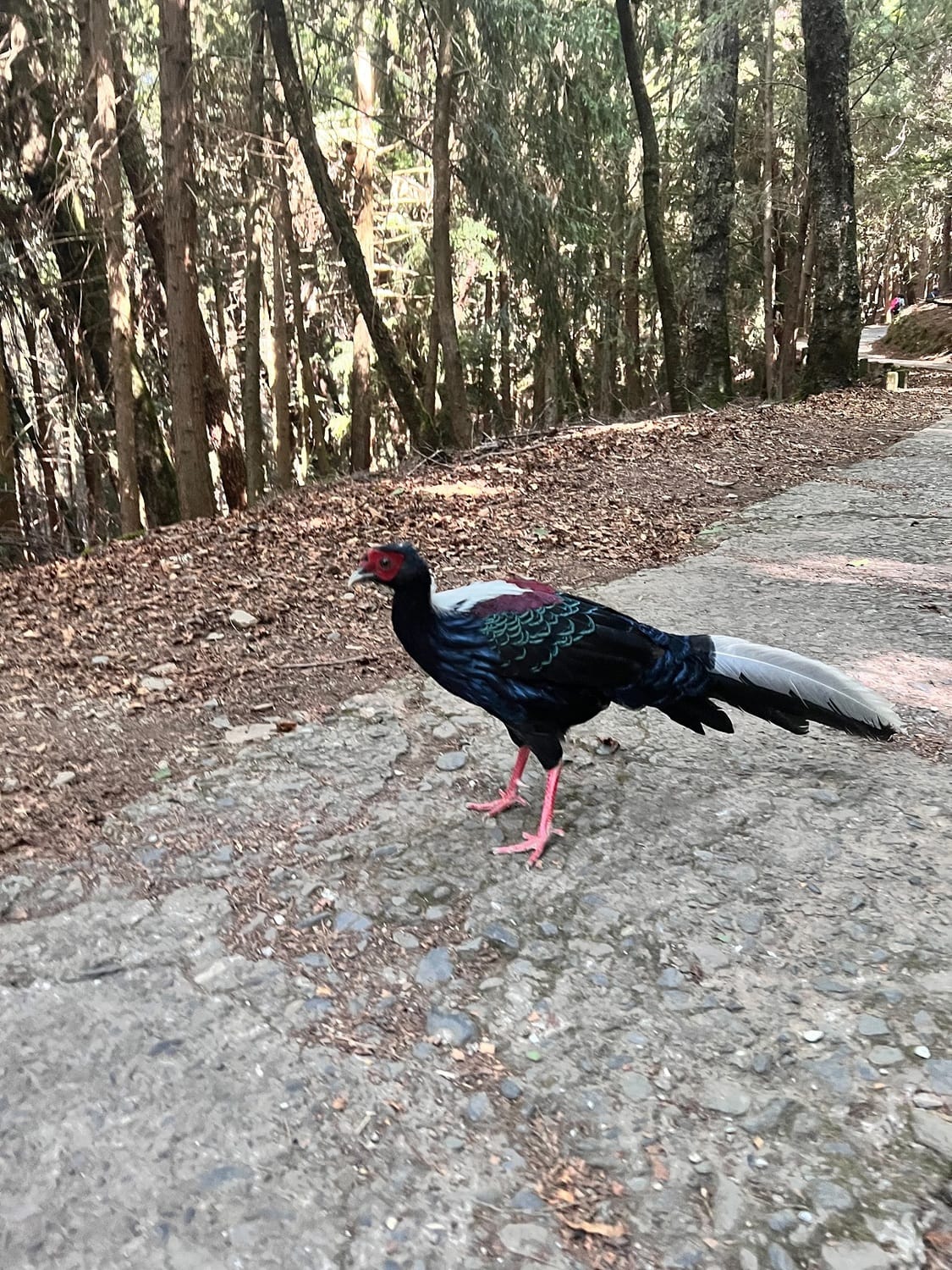 藍腹鷴腳爪呈紅色，有一對白色尾羽在尾部中央。 圖：新北市動保處提供