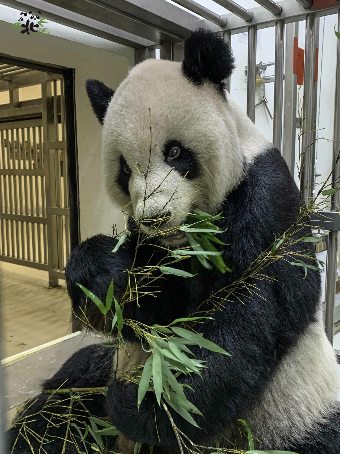 台北市立動物園最受歡迎的大貓熊「團團」，日前傳出健康狀況持續惡化，引起外界不斷關心。 圖：台北市立動物園/提供