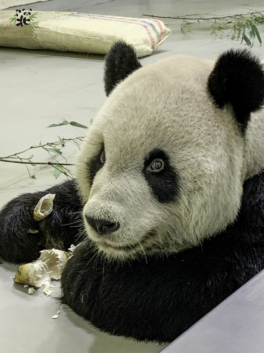 今(16)日北市動物園宣布團團病情終於逐漸穩定，食慾也稍微好轉。 圖：台北市立動物園/提供（資料照）