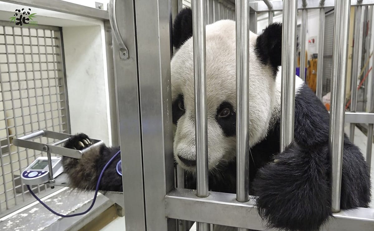 「團團」乖乖配合量血壓。 圖：台北市立動物園/提供