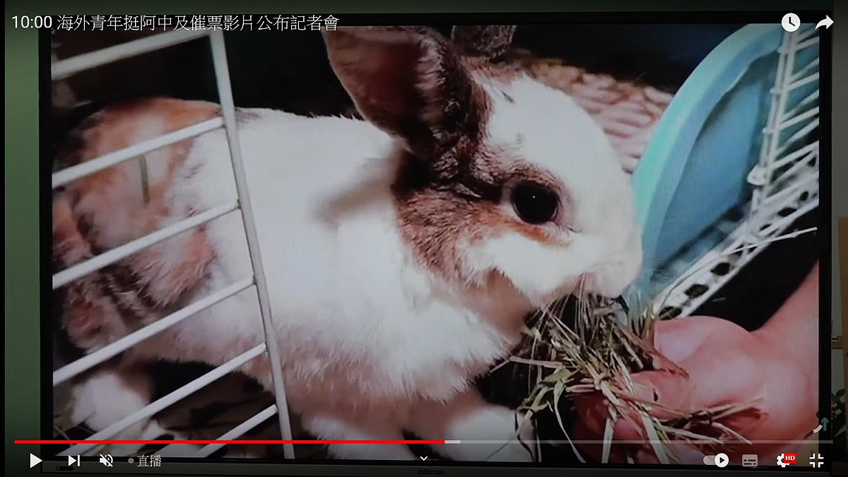陳時中競總的催票影片以兔子影射蔣萬安 圖：翻拍自陳時中YouTube