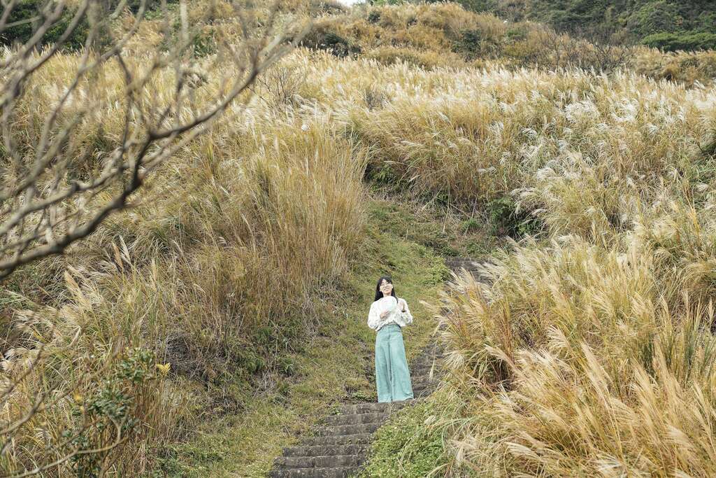 金黃色的芒草花海。 圖：台北市政府工務局大地工程處/提供
