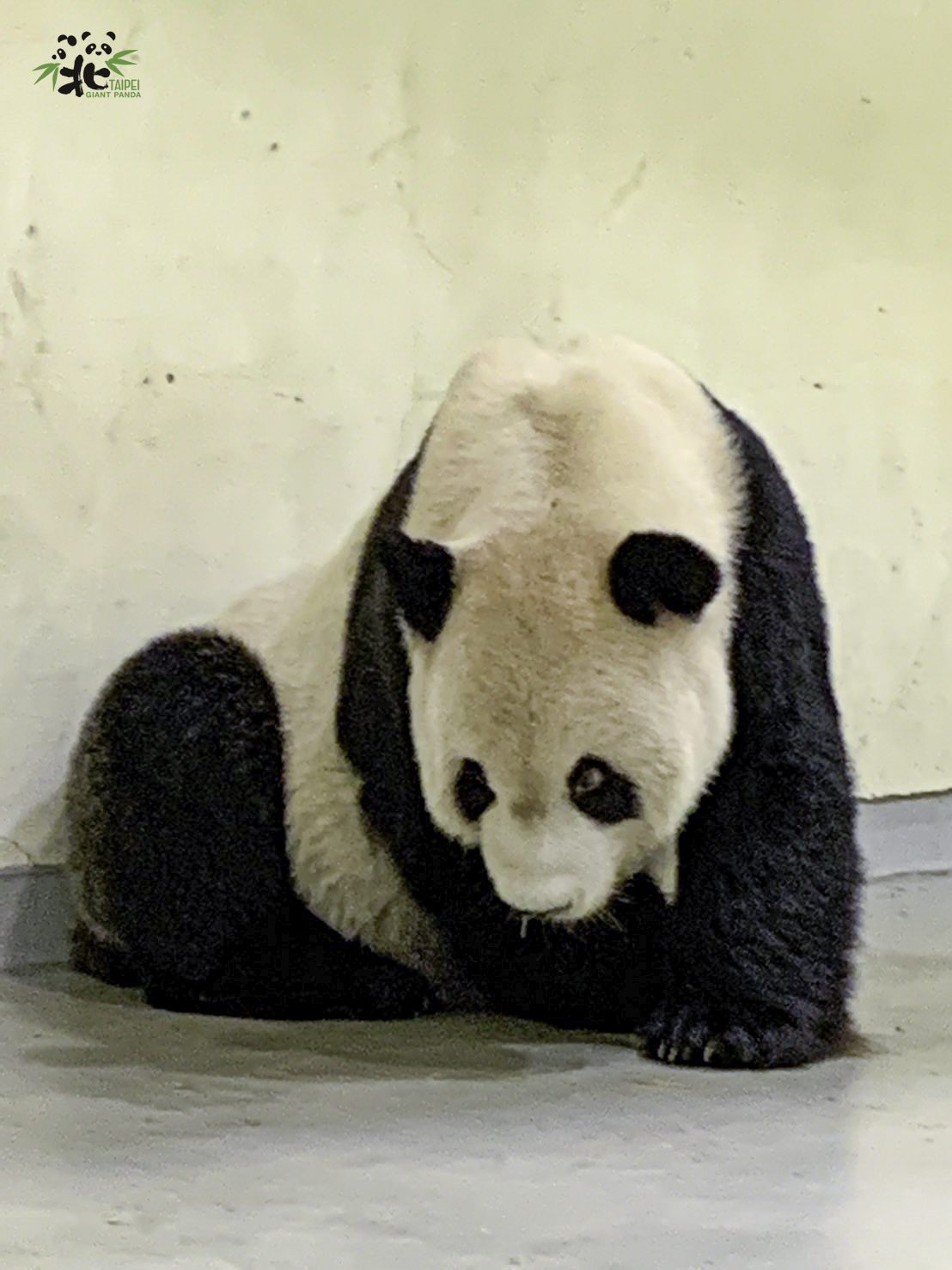 王定宇不滿嗆，大家見到生命的消逝，想到的是傷心、人道、人性，趙少康想到的卻是如何向中國表忠，將人性低下表露無遺，相當可悲。 圖：台北市立動物園／提供