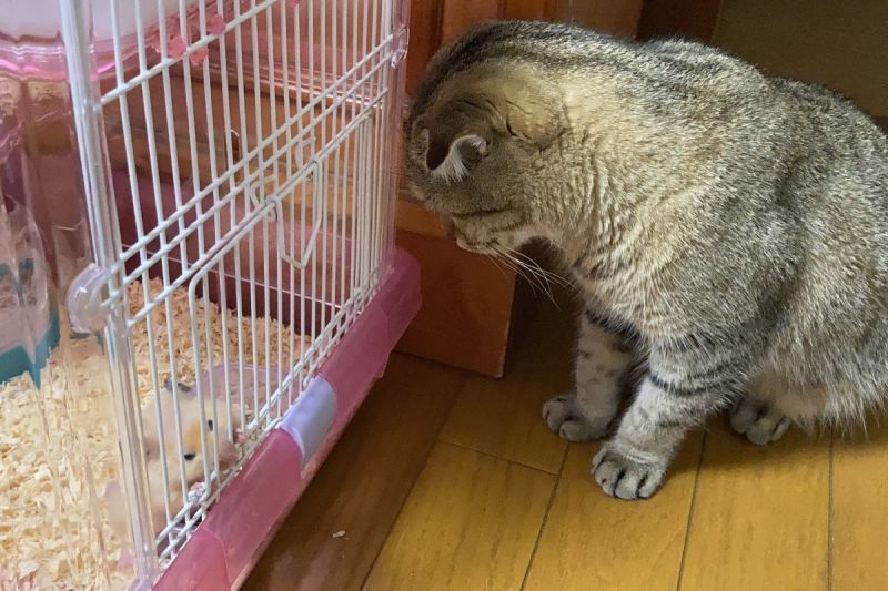 貓鼠之愛！愛喵突然毛禿一塊，日本飼主細究原因感動哭了。 圖／Twitter：nikoniko_fumi
