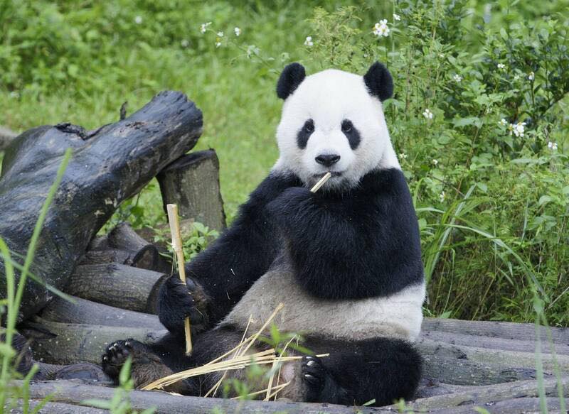 台北市立動物園的高人氣大貓熊團團19日病逝。 圖：翻攝矢板明夫俱樂部 Yaita Akio臉書