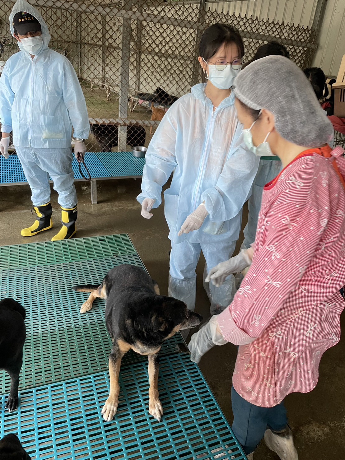 幫私人收容所施打疫苗減輕照護負擔。 圖：新北市動保處提供