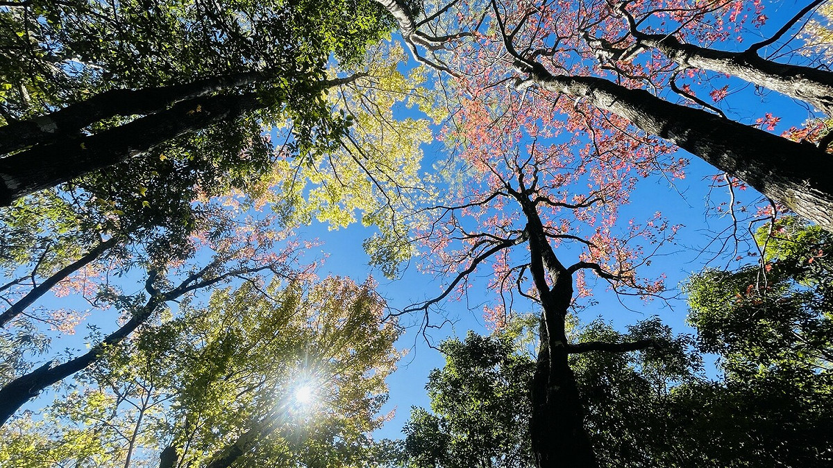 由於今年入秋以來溫度偏高，讓奧萬大楓紅美景較晚報到。 圖：取自奧萬大森林遊樂區臉書