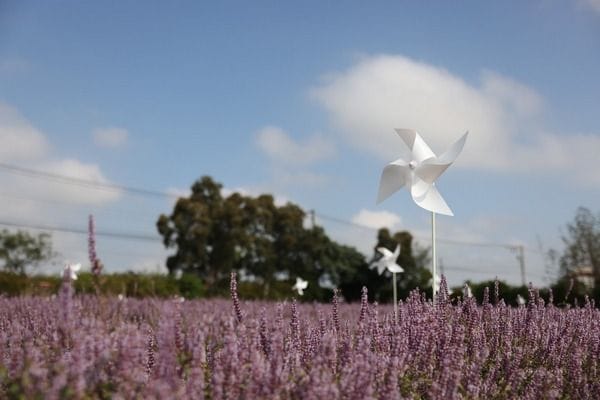 「2022桃園仙草花節」將於27日登場。 圖：桃園農業局／提供