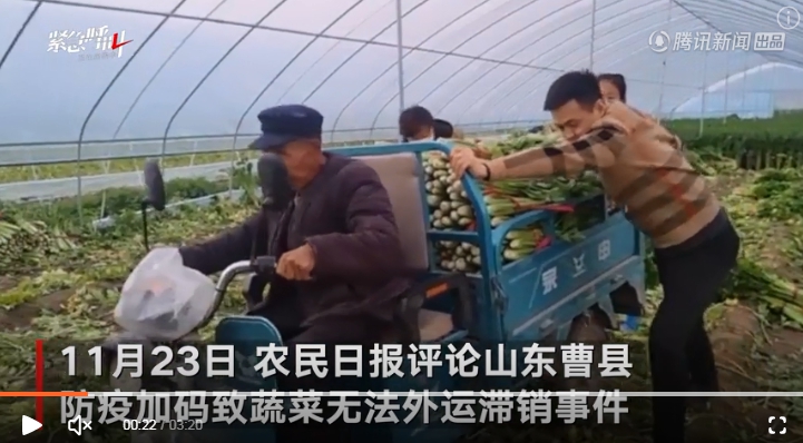 山東曹縣的蔬菜因地方封路運不出去，許多芹菜爛在田裏。 圖 : 翻攝自騰訊網