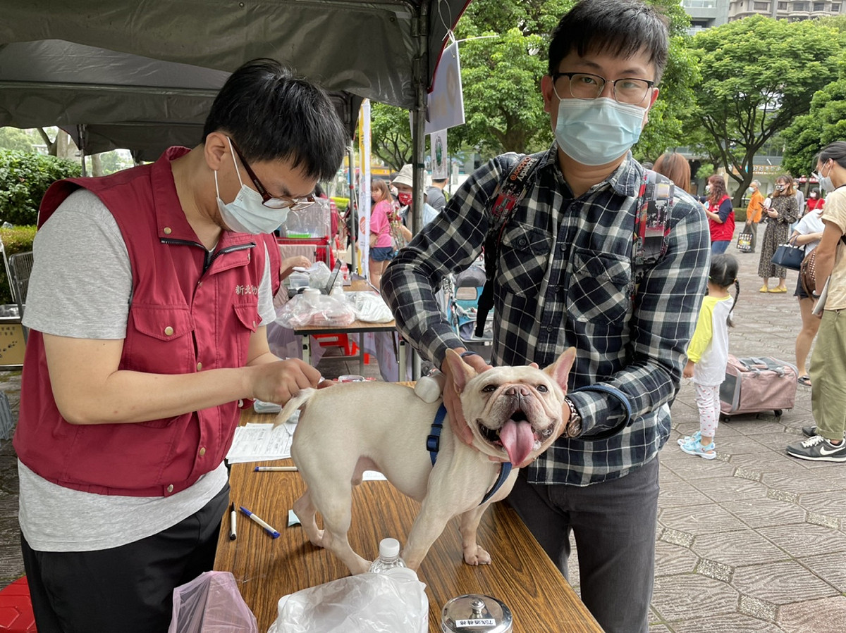 協助犬隻完成預防注射。 圖：新北市動保處提供