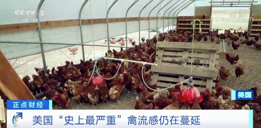 美國爆發史上最嚴重禽流感 圖:翻攝自CCTV