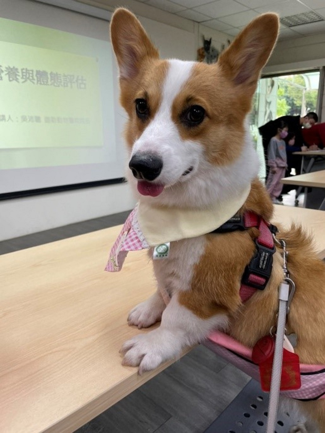 課程當天柯基「阿福」也在認真聽課。 圖：新北市動保處提供