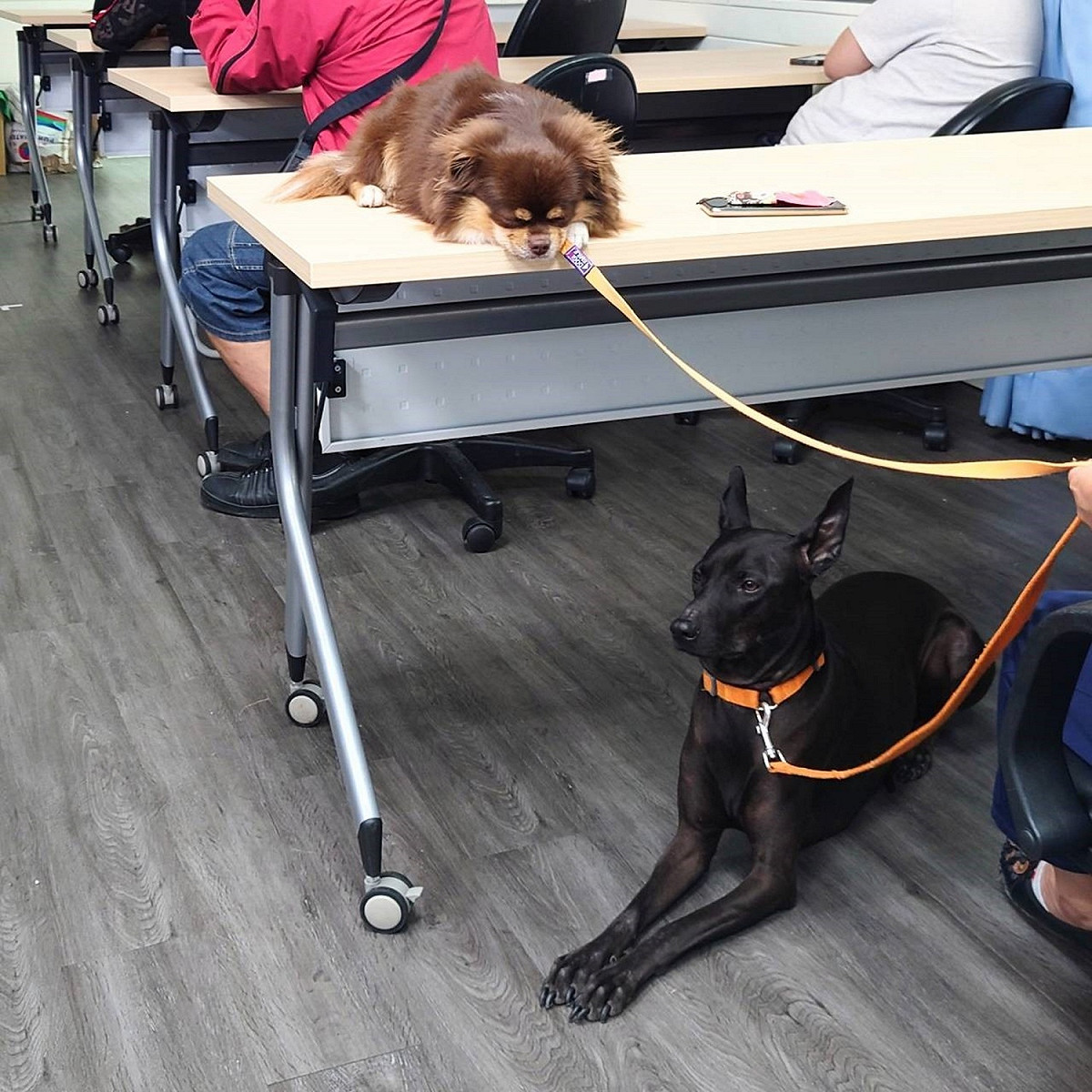 飼主帶毛寶貝來一同聽課。 圖：新北市動保處提供