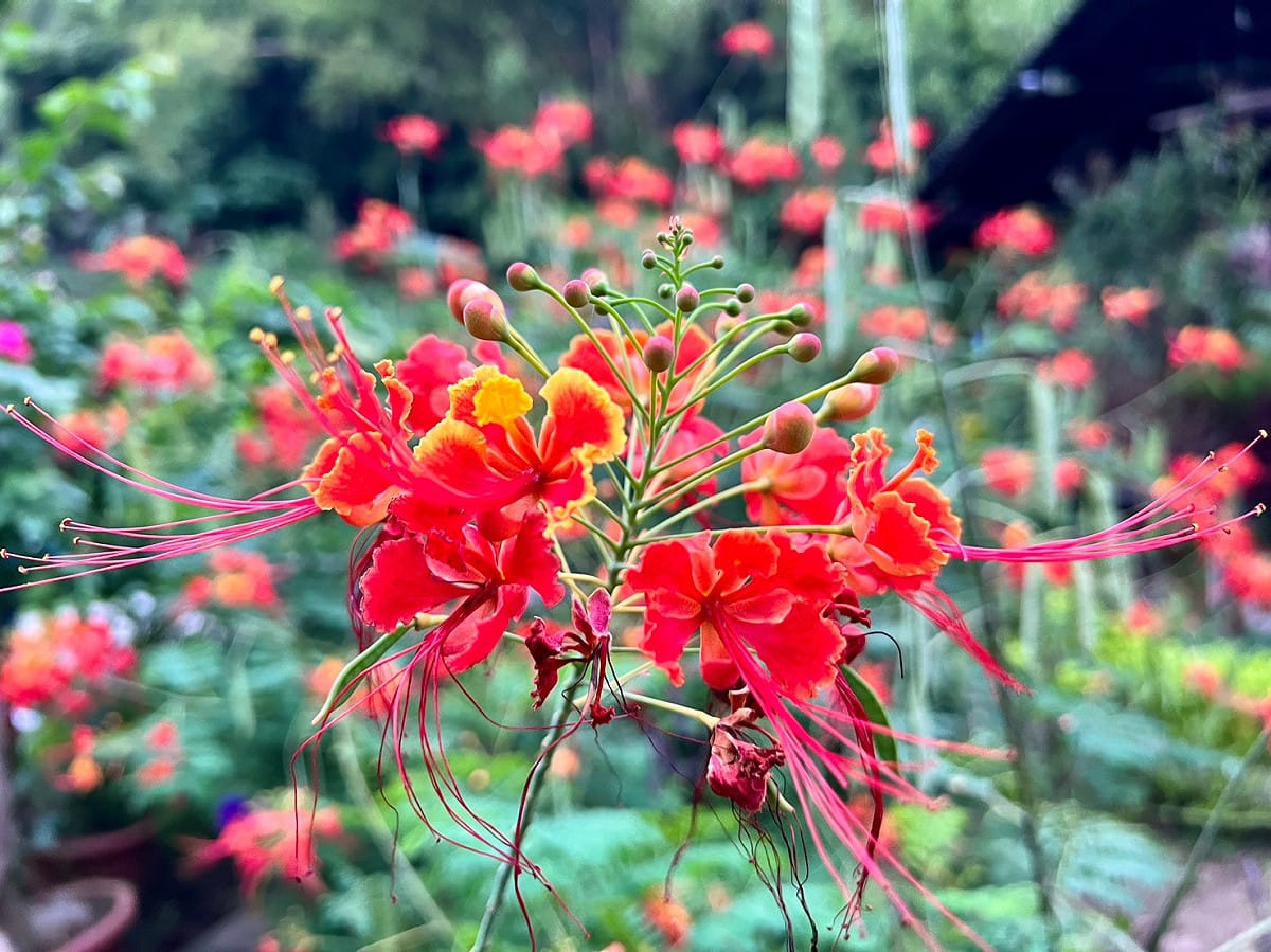 園區內紅蝴蝶是民眾不可錯過的夏季花種，花形如蝴蝶，花色橘紅。 圖：新北市景觀處提供