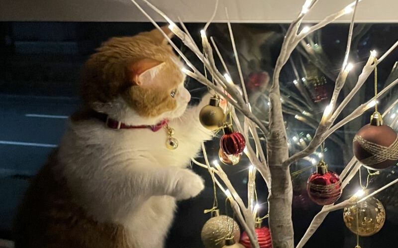 自家貓最棒！飼主樂秀「聖誕樹下美圖」：牠可愛到能得獎