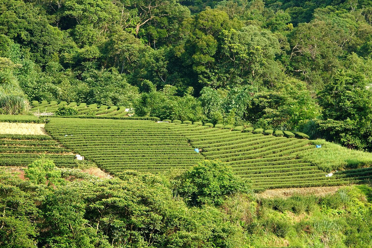 包種茶園空景。 圖：新北市農業局提供