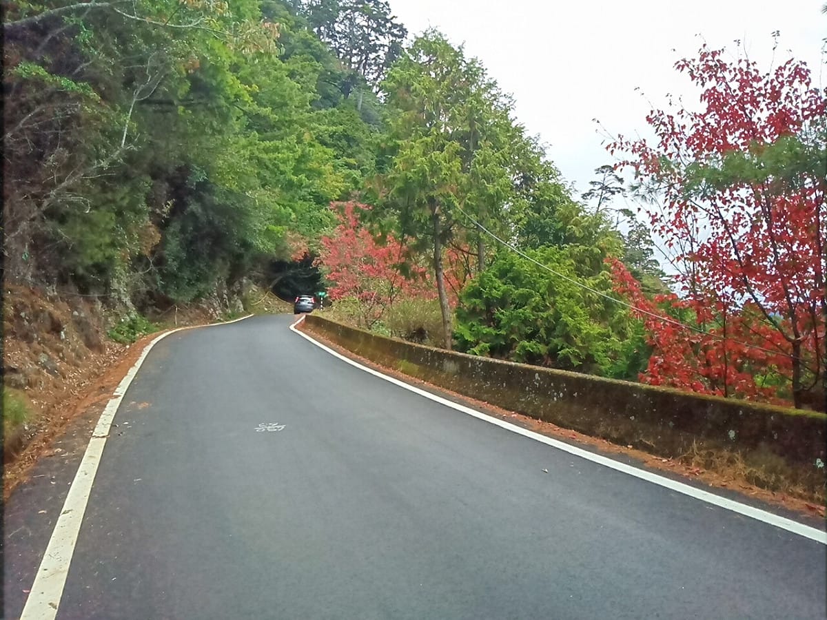 大雪山林道楓紅景色。 圖：東勢林區管理處／提供