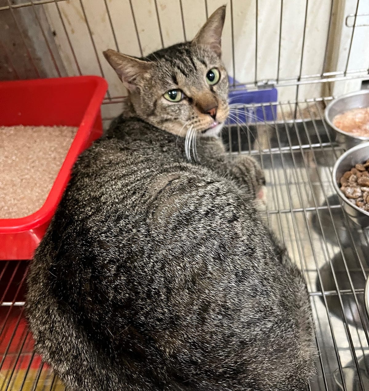 愛滋貓需單獨飼養並注意掌握照顧訣竅。 圖：新北市動保處提供