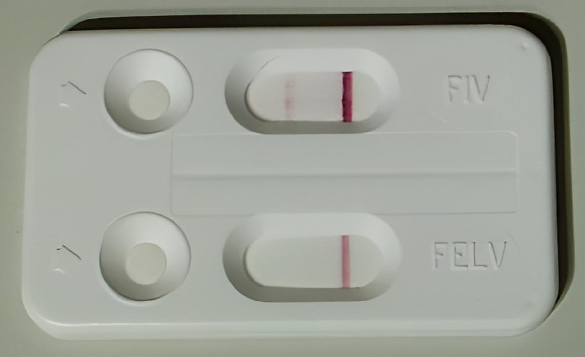 「斑斑」檢驗確診罹患貓愛滋病(FIV)。 圖：新北市動保處提供