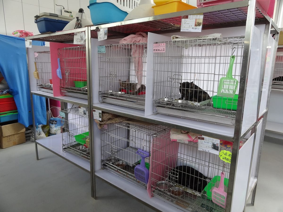 動物之家為了防止貓愛滋病傳播，將貓咪分籠照顧。 圖：新北市動保處提供