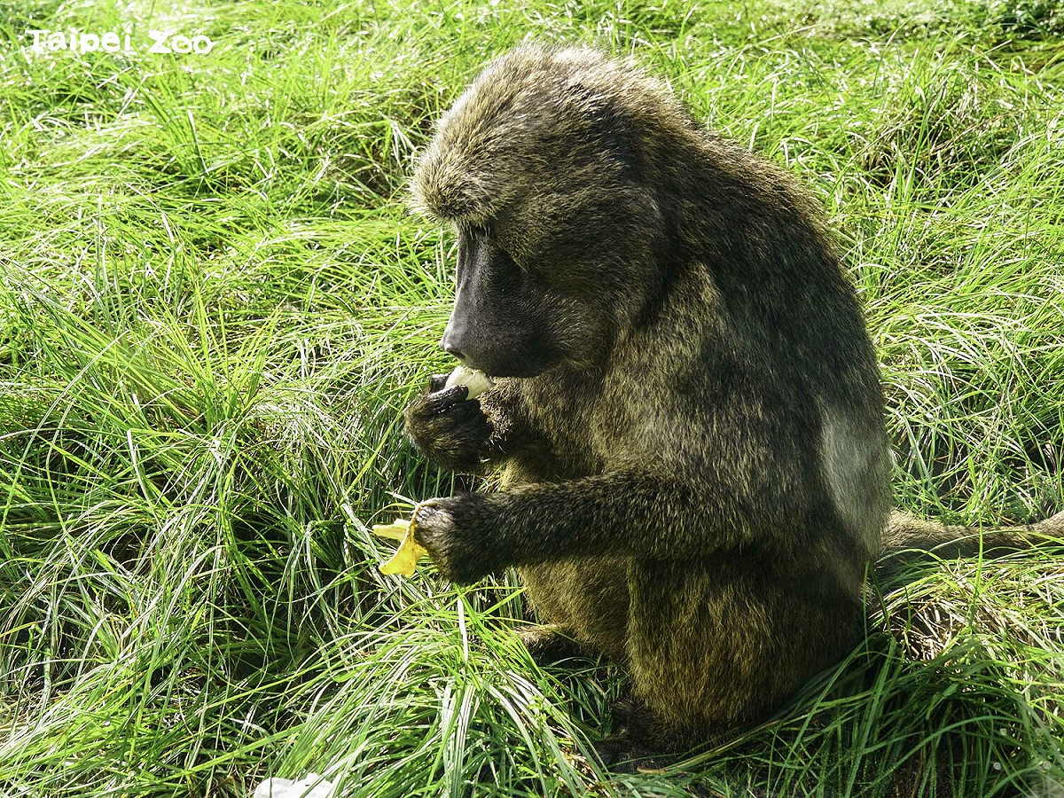狒狒吃雞母蟲。 圖：台北市立動物園／提供