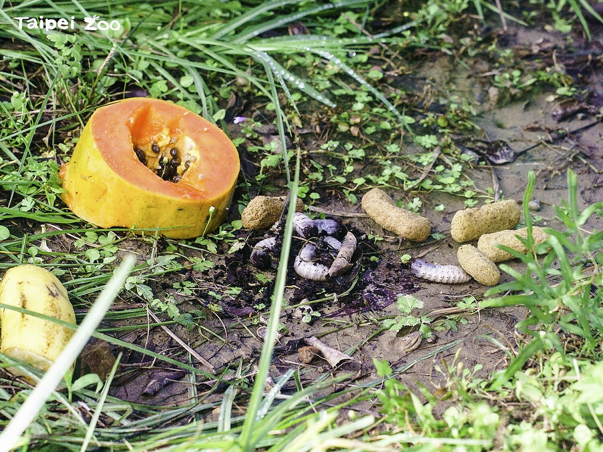 不怕逃跑的本土昆蟲供應活體，外來物種因有逃脫或溢出危害本土生態的疑慮，就會先冷凍處理再提供給動物食用。 圖：台北市立動物園／提供