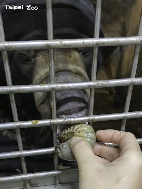 馬來熊享用「毛象大兜蟲」。 圖：台北市立動物園／提供
