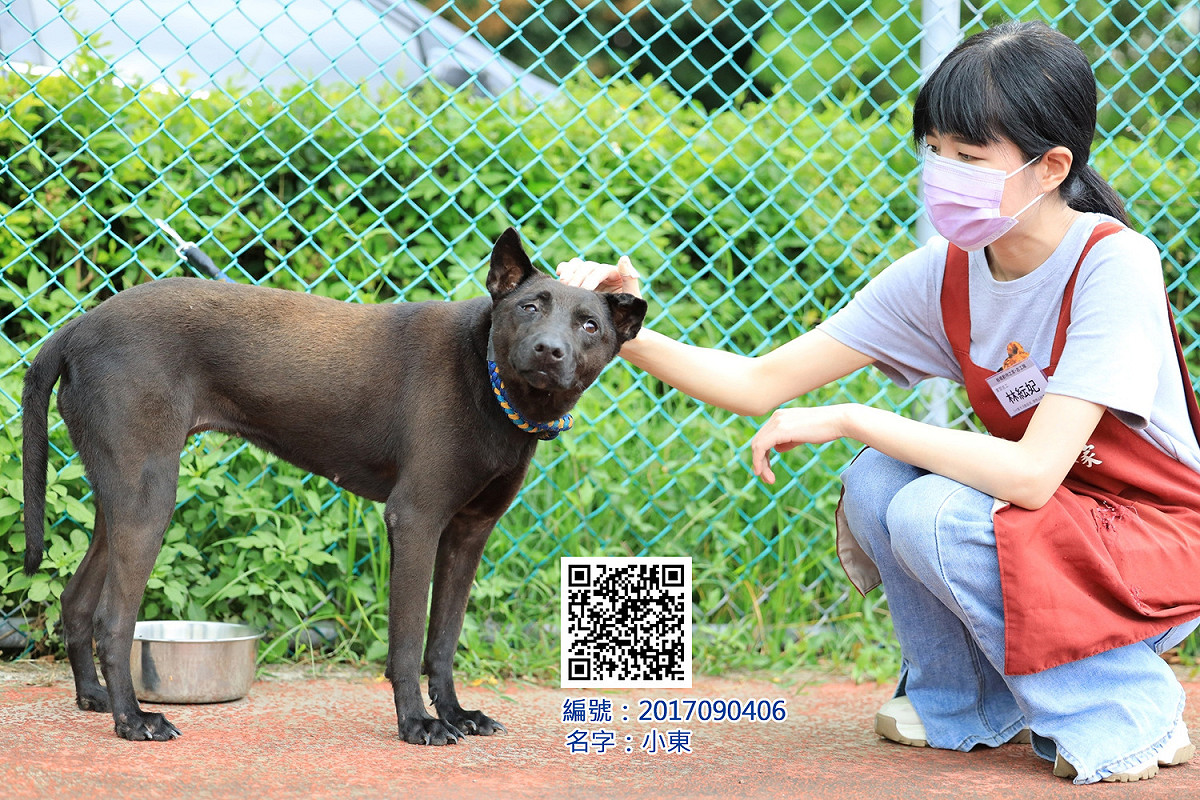民眾可以掃瞄QRCORD了解待認養犬隻資訊。 圖：新北市動保處提供