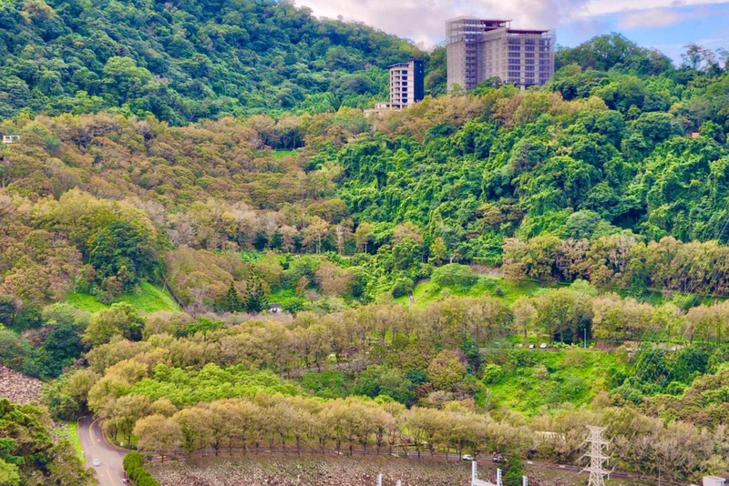 石門水庫園區名列今年國內10大賞楓地點之一。 圖：北區水資源局／提供