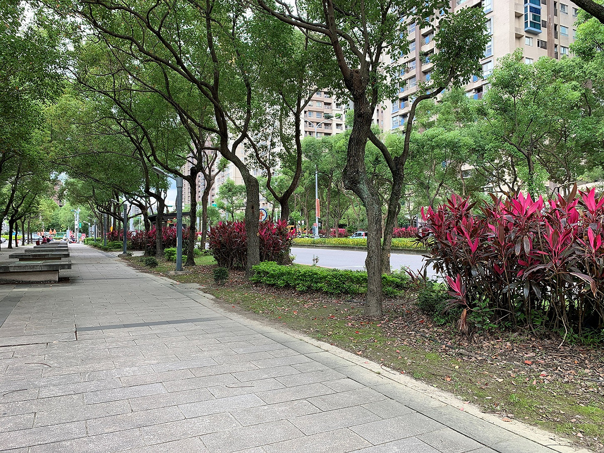 北大特區部分人行道灌木有老化、徒長、土地裸露的狀況（海洋公園前人行空間改善前）。 圖：新北市景觀處提供