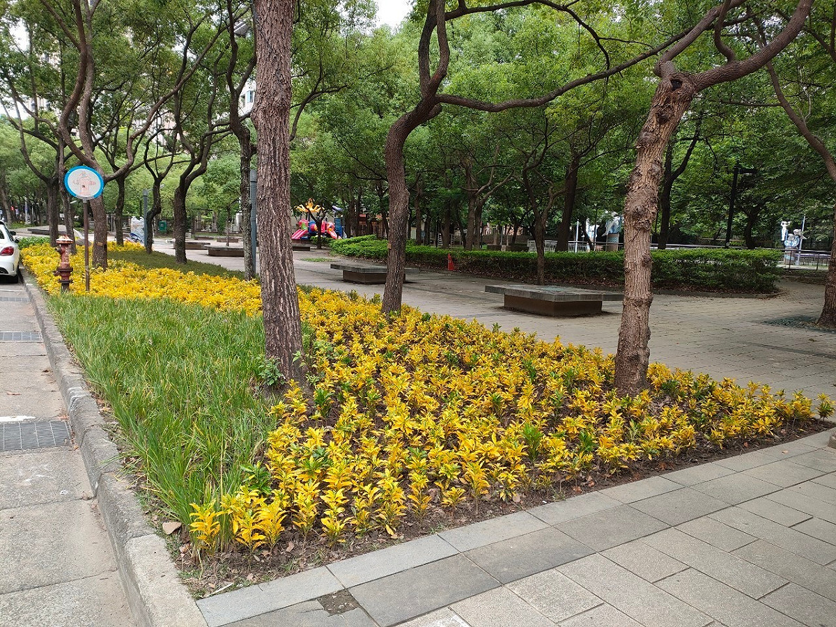 以曲線及多色的植栽交織成繽紛且活潑的步行空間（大義路至大德路）。 圖：新北市景觀處提供