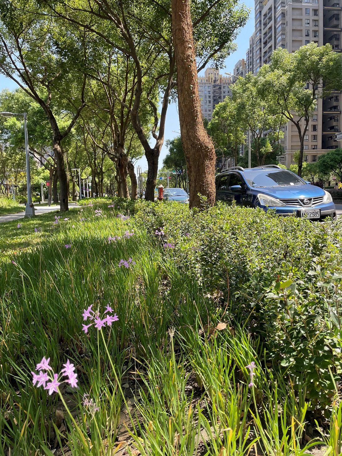 北大特區森林公園前種植紫嬌花，花朵小巧精緻，細葉如蔥，營造活潑氛圍。 圖：新北市景觀處提供