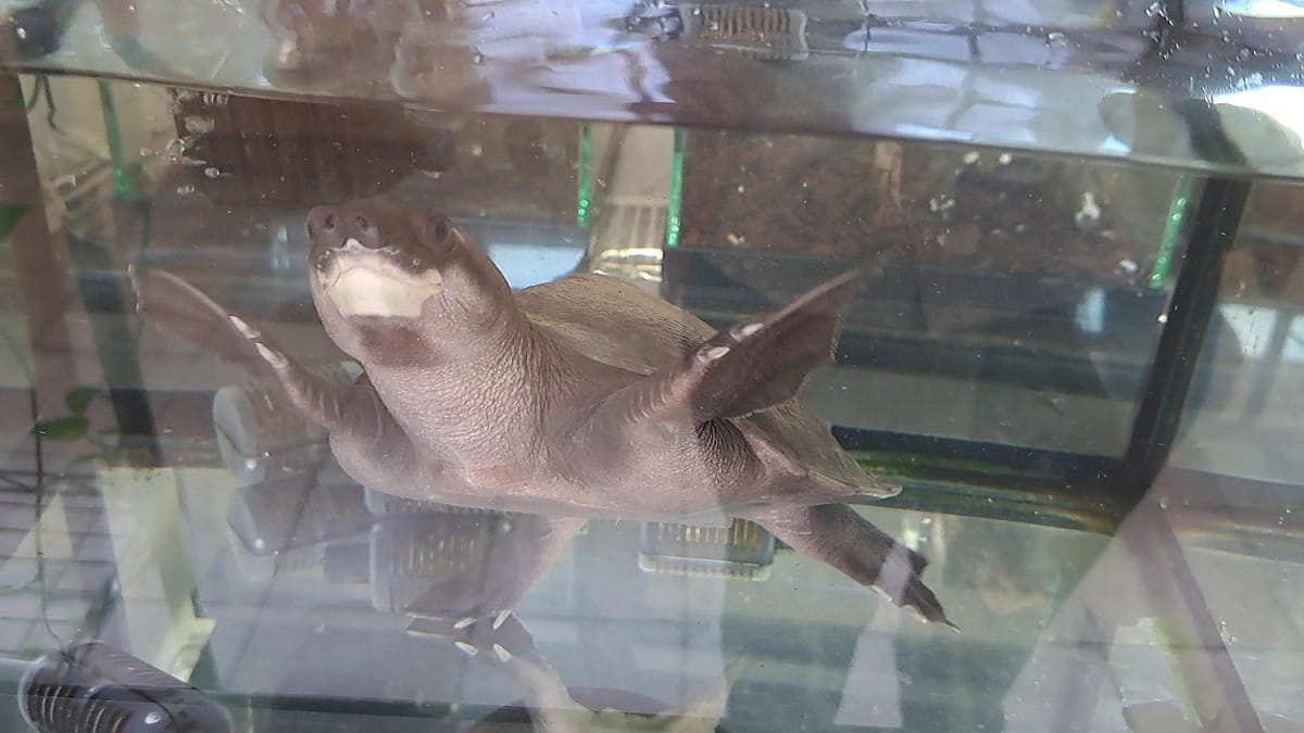 豬鼻龜是唯一完全水棲的淡水龜，獨特長相成為寵物市場新寵，人們瘋狂捕撈，野生數量急速減少。 圖：新北市動保處提供