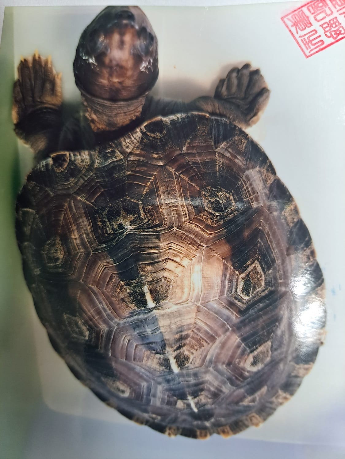 三線潮龜（Batagur borneoensis），又名西瓜龜人為盜獵使種群面臨威脅。已列為瀕危野生物種。 圖：新北市動保處提供