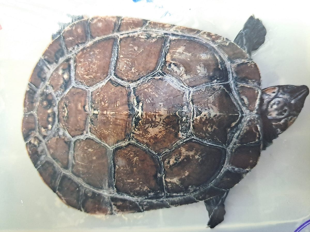 巨型側頸龜（Podocnemis expansa）屬南美側頸龜。是最大側頸龜，也是拉丁美洲最大淡水龜。 圖：新北市動保處提供