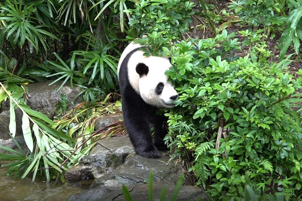 圓寶已經2歲5個月大，開始進行獨立訓練。 圖：台北市立動物園／提供