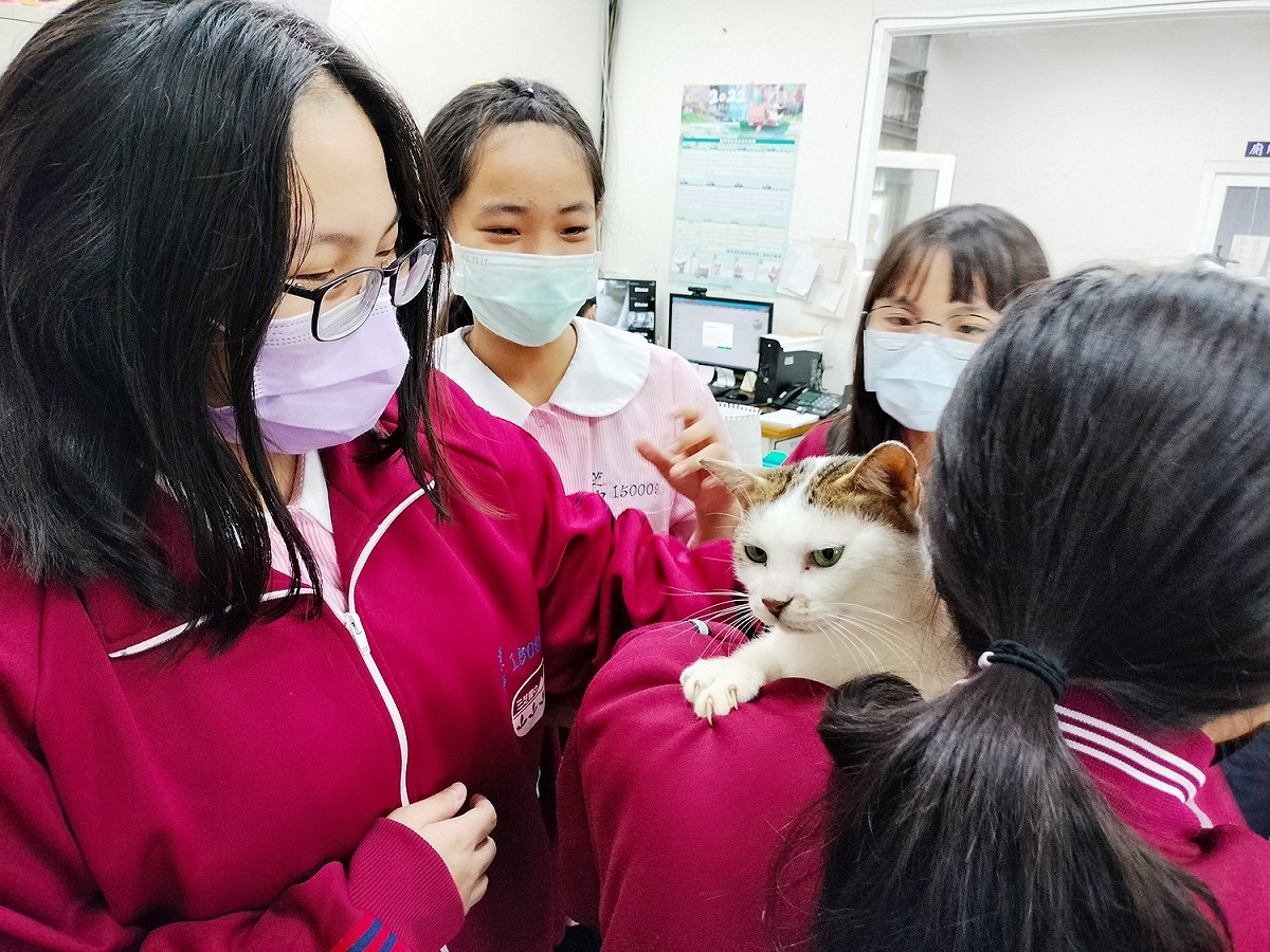 貓咪體貼撒嬌深獲同學們疼愛。 圖：新北市動保處提供