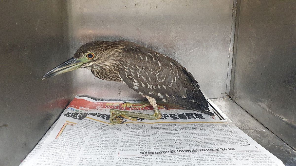 夜鷺剛救援至新北市動保處，對環境比較陌生，常躲於籠子內部，但在動保員細心照顧下，飲食已大有進步。 圖：新北市動保處提供