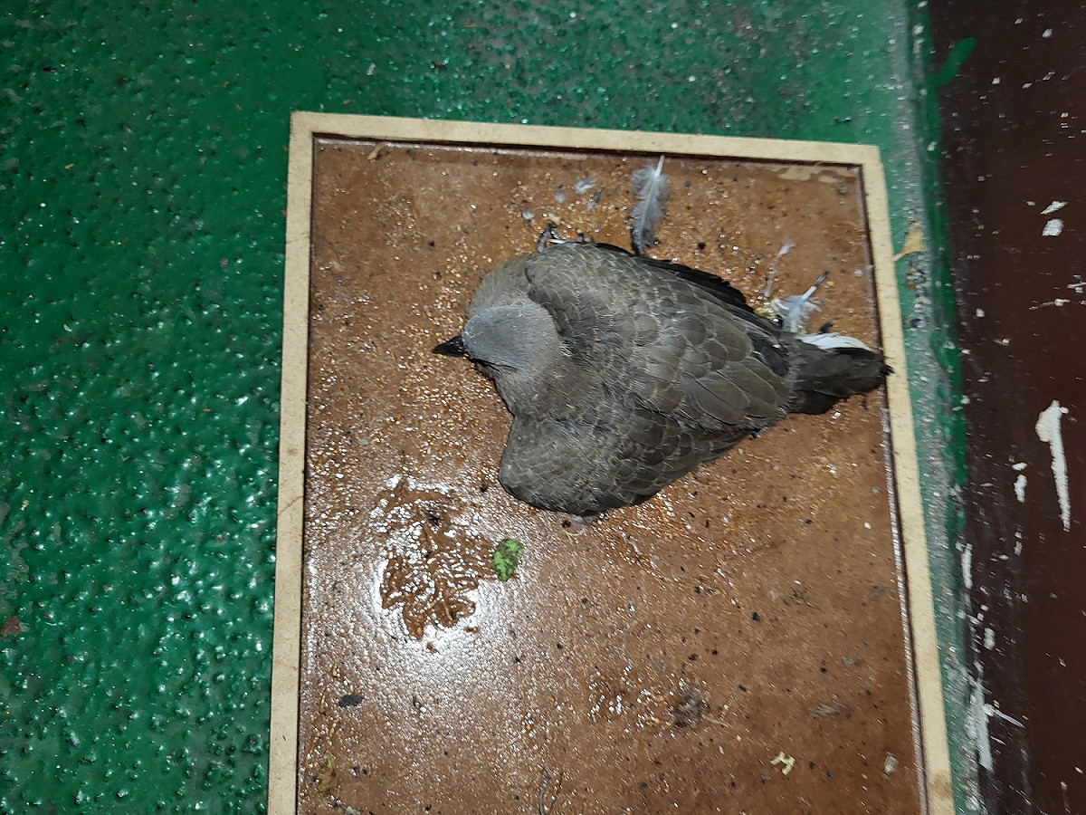 民眾通報斑鳩遭黏鼠板沾黏，動保處第一時間出動救援。 圖：新北市動保處提供