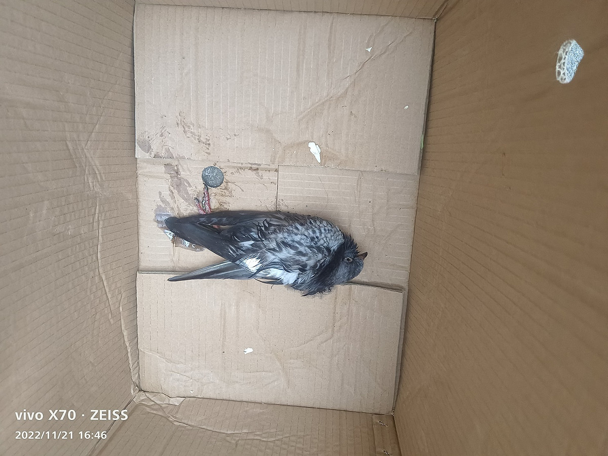 日前新莊區鴿子遭黏鼠板沾黏，動保處將鴿子救援回動保處安置。 圖：新北市動保處提供