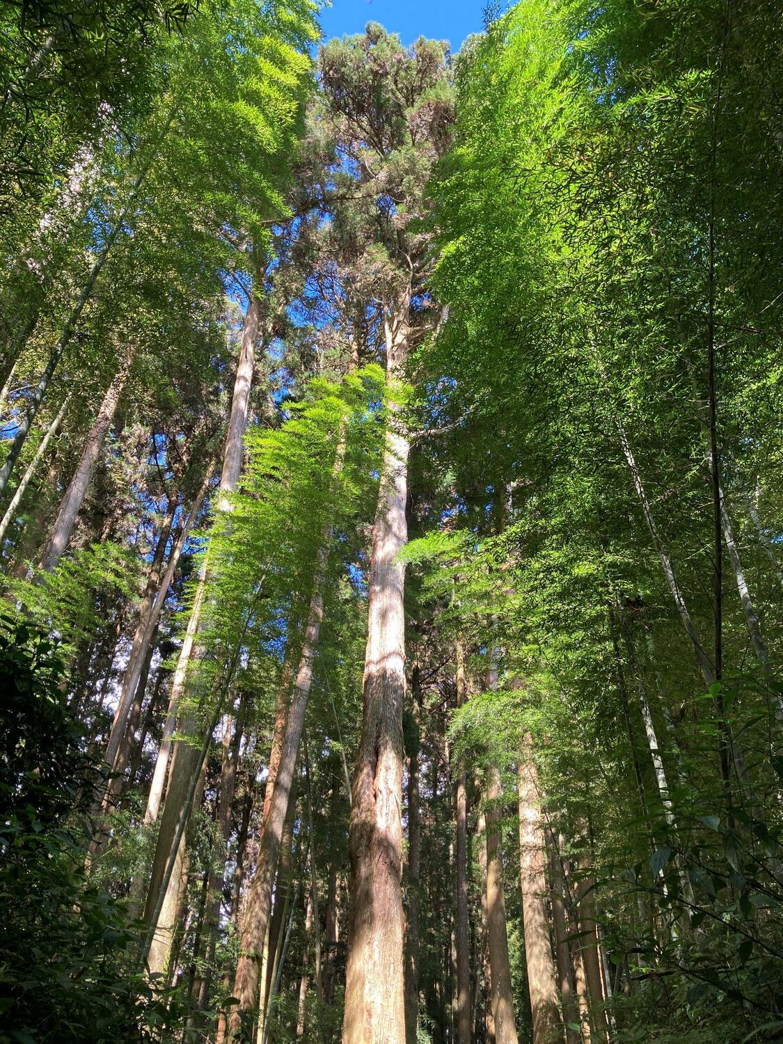 正午造訪也免曬太陽，還能吸收到滿滿芬多精。 圖：嘉義林區管理處／提供