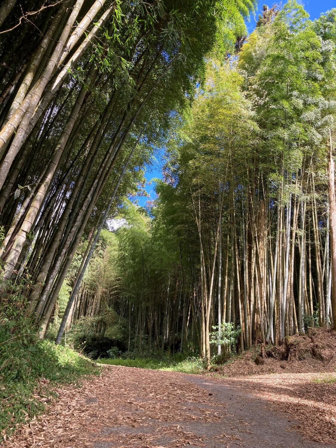 茶之道內有轎篙竹、孟宗竹林及柳杉林等林相交錯。 圖：嘉義林區管理處／提供