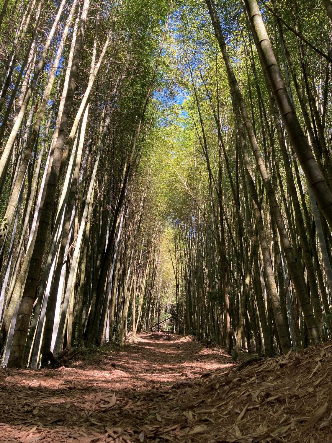 茶之道步道景緻堪稱台版小嵐山。 圖：嘉義林區管理處／提供