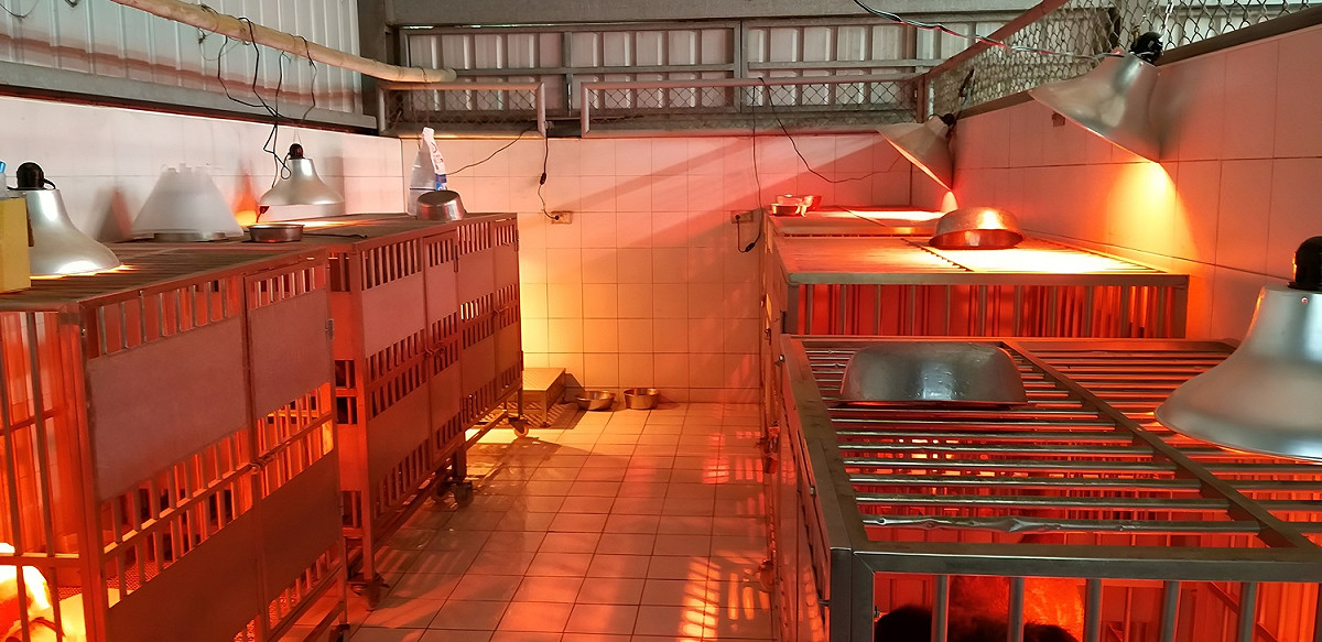 若氣溫過低，動物之家會立即啟動防寒措施。 圖：新北市動保處提供