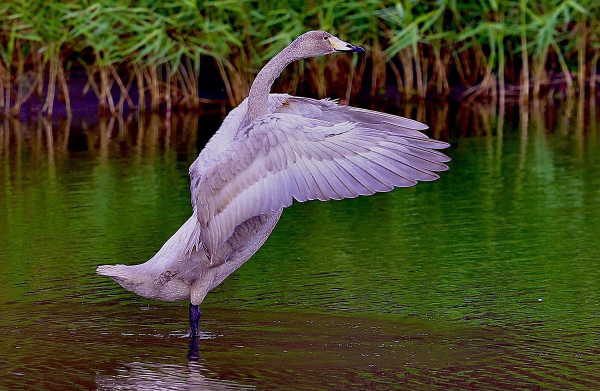 黃嘴天鵝是芬蘭的國鳥，屬於體形較大的雁形目鳥類。 圖：台灣野鳥保育協會理事王國衍／提供