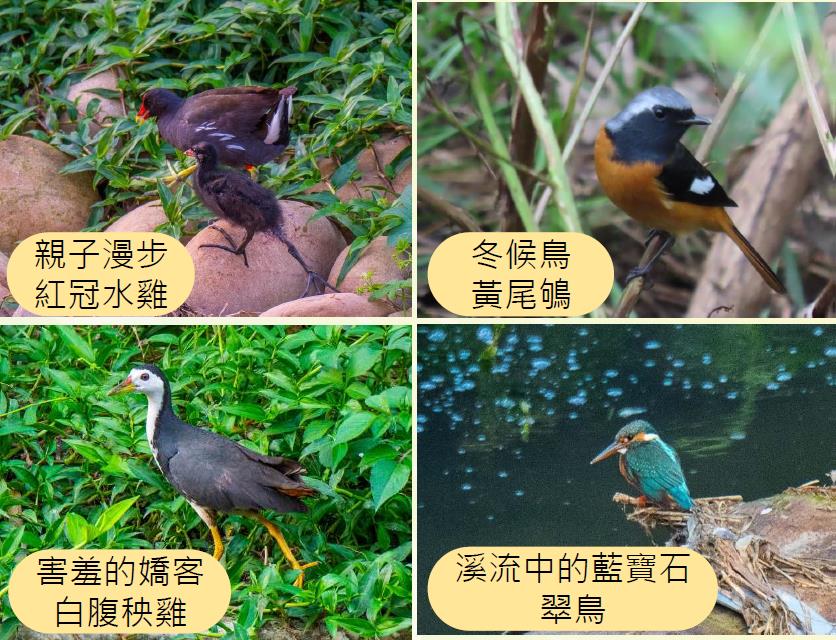 藤寮坑溝及大窠坑溪有豐富物種回歸。 圖：新北市水利局提供