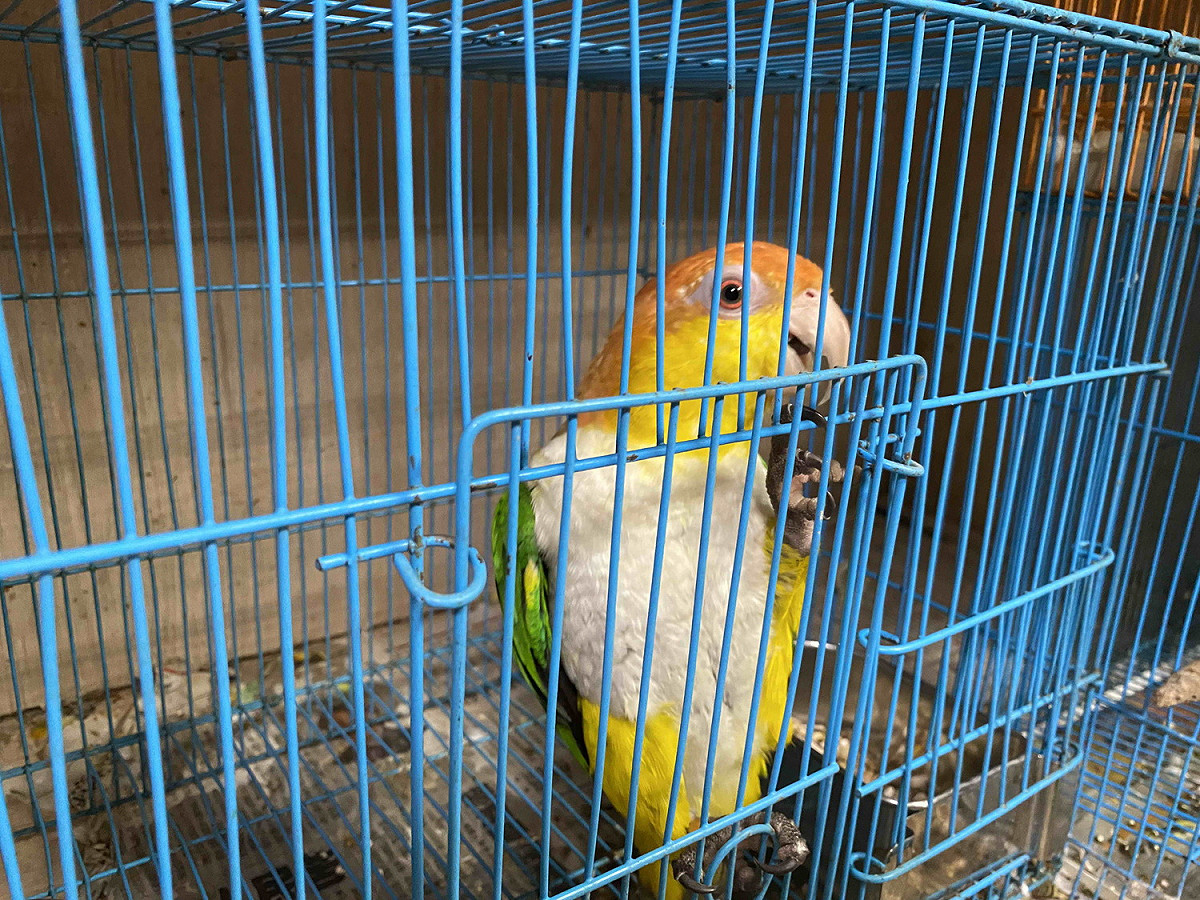 鸚鵡聰明會開鎖，常逃逸，飼養之前，應先了解鳥類並不如想像中容易飼養。 圖：新北市動保處提供