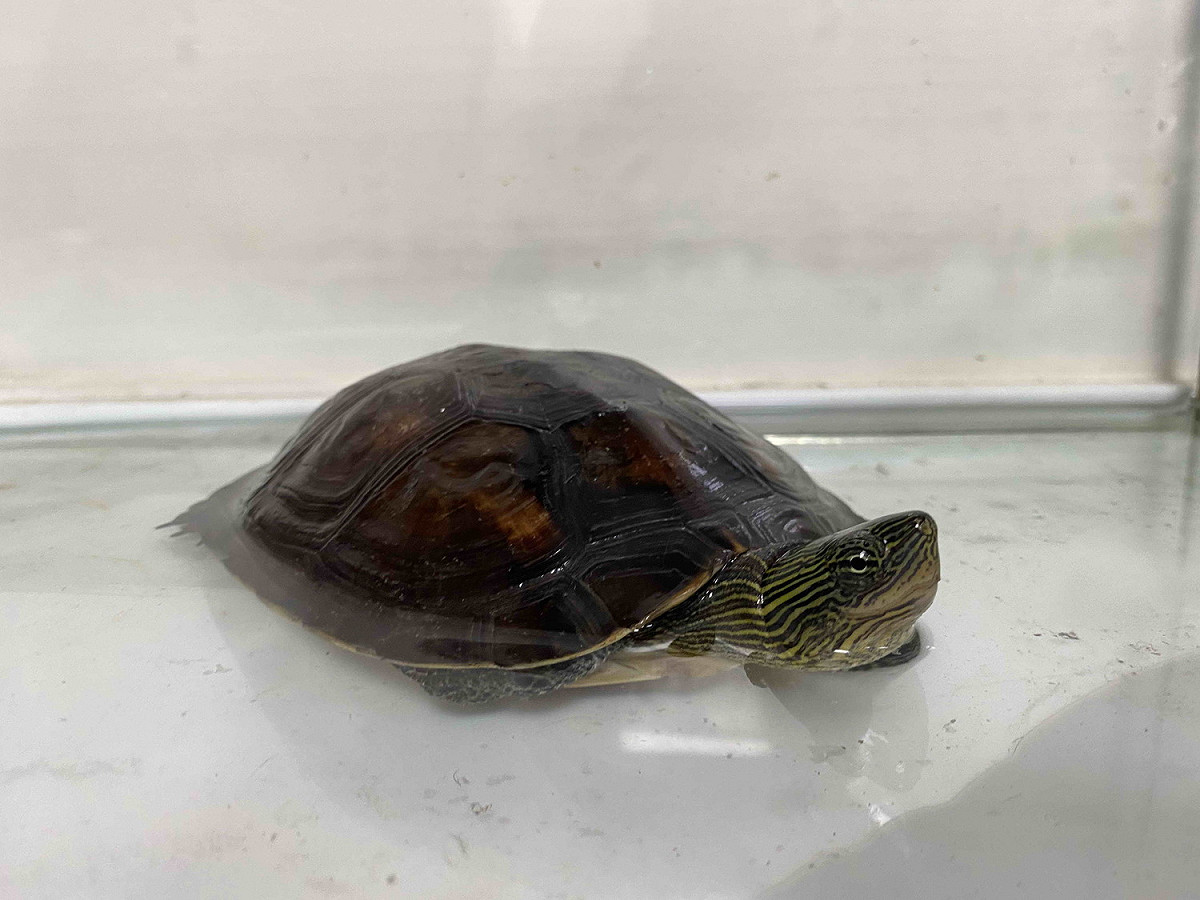 龜類並不如想像中容易飼養，且不全然是溫馴的生物。 圖：新北市動保處提供