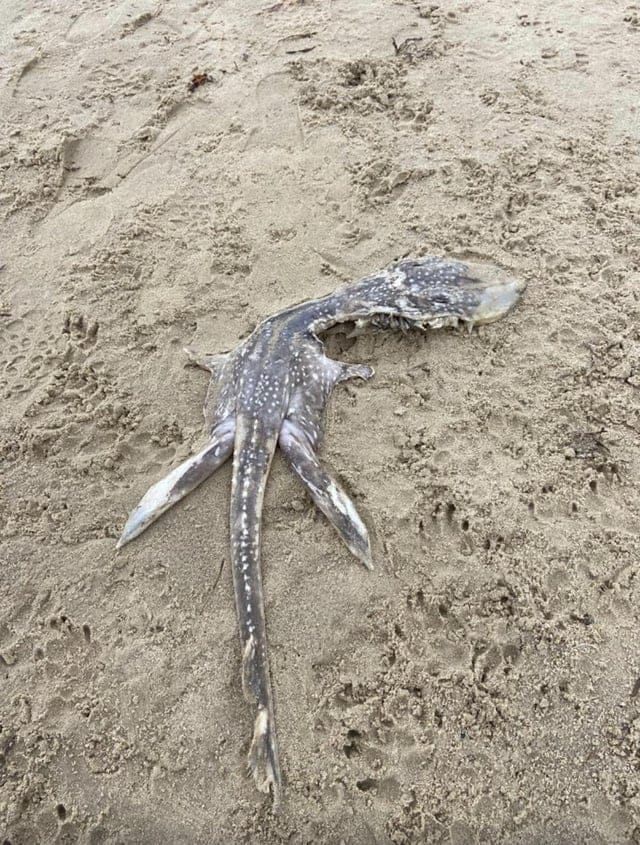 目擊者稱海怪遺體看起來很不尋常而且很大。 圖: 翻攝自Reddit