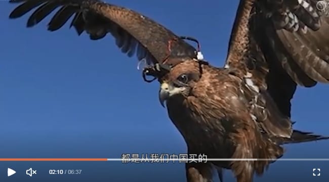 印度軍方透過訓練老鷹當作「多軸旋翼無人機」，將老鷹頭戴攝影機與追蹤器，對無人機進行跟拍、監視，並把圖像傳回地面。 圖 : 影片截圖